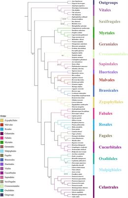 Reassessment of the Phylogeny and Systematics of Chinese Parnassia (Celastraceae): A Thorough Investigation Using Whole Plastomes and Nuclear Ribosomal DNA